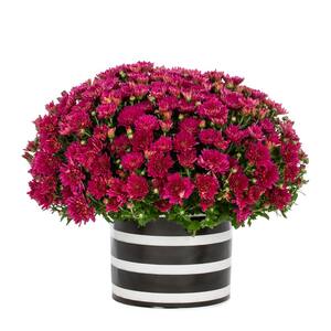3 qt. Live Purple Chrysanthemum (Mum) Plant for Fall Porch or Patio in Decorative Black and White Striped Tin (1-Pack)