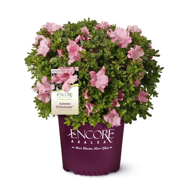 ENCORE AZALEA 1 Gal. Autumn Debutante Azalea Shrub with Large Delicate Pink Flowers