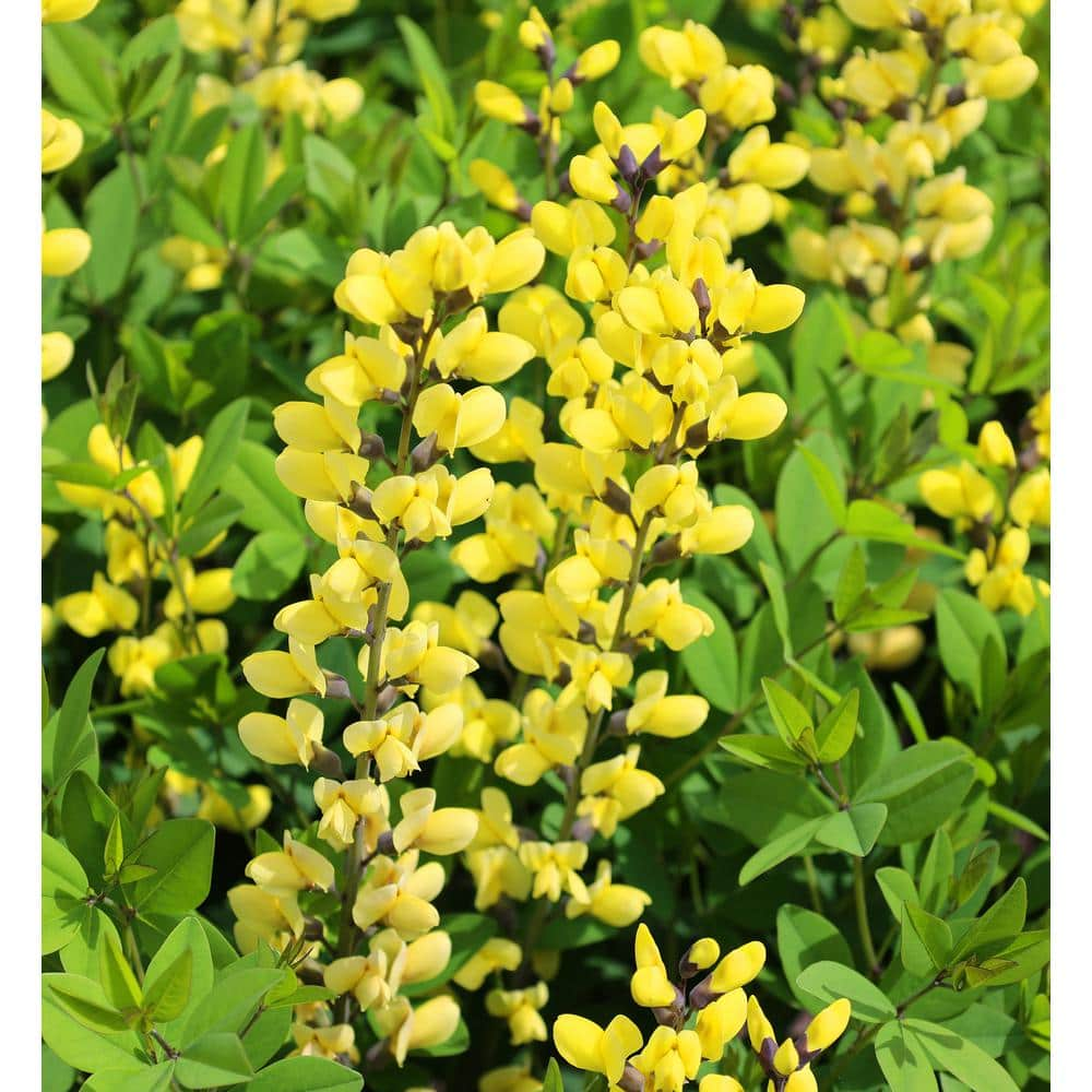 BELL NURSERY 3 Gal. American Goldfinch Baptisia Live Perennial Plant ...