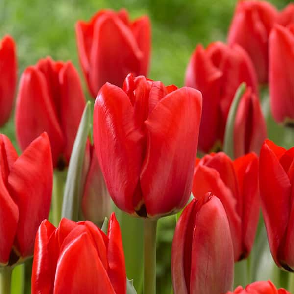 Garden State Bulb 12/+ cm, Darwin Hybrid Red Impression Tulip Bulbs (Bag of 100)