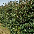 3 Gal. Bigfoot Cleyera - Live Fast Growing Evergreen Shrub, Glossy Foliage