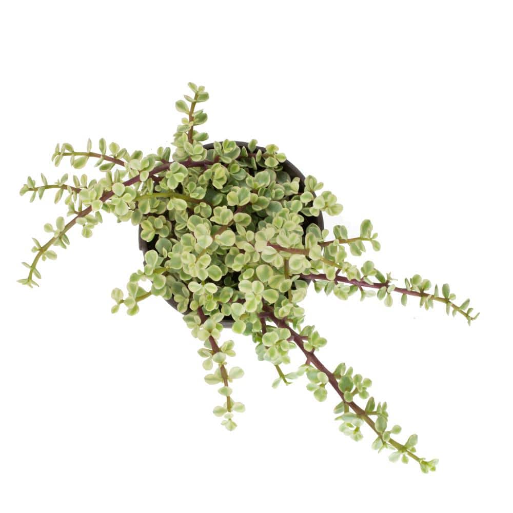Rainbow Elephant Bush 8" Variegated Portulacaria Afra in Plastic Pot