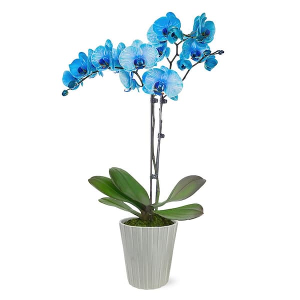Just Add Ice Premium Orchid (Phalaenopsis) Watercolor Blue Plant in 5 in. Grey Ceramic Pottery