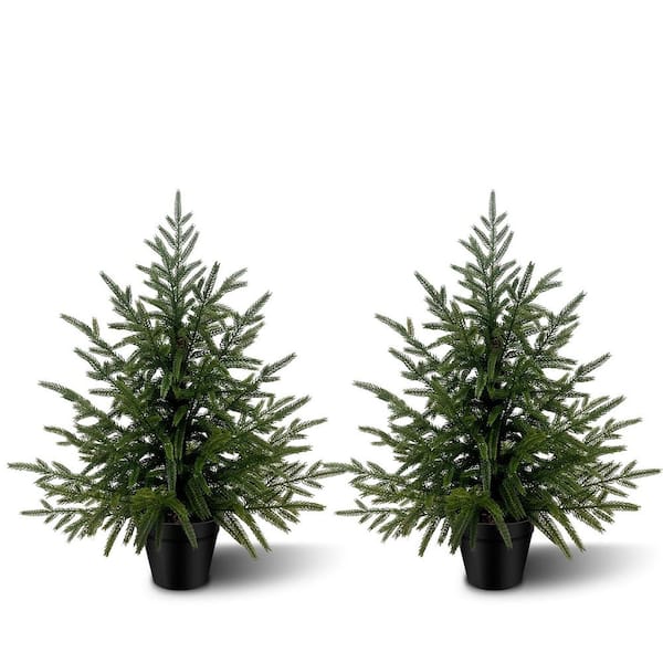 house plant umbrella plant Schefflera in Plastic Pot (aka umbrella plant)