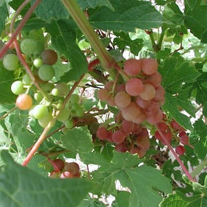 Tickled Pink Grape (Vitis), Live Bareroot Fruiting Vine, Pink Fruit Clusters (1-Pack)