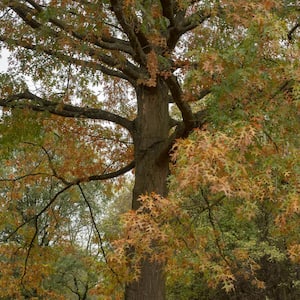 2.25 Gal. Deciduous Pin Oak Tree