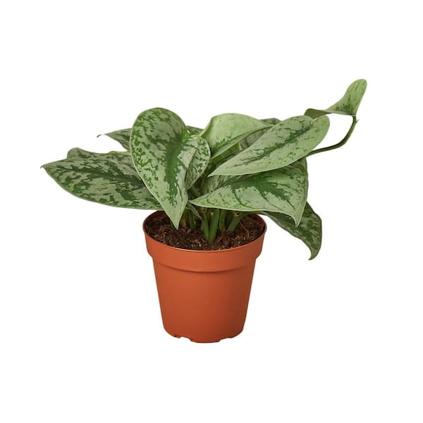 PPC INTERNATIONAL LLC Pothos Silver Splash Scindapsus pictus Plant in 4 in. Grower Pot