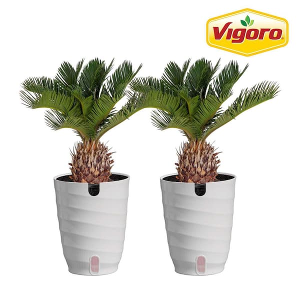 Sago Palm Indoor Plant in 6 in. White Ribbed Plastic Decor Planter, Avg. Shipping Height 1-2 ft. Tall (2-Pack)