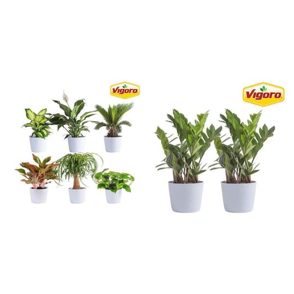 6 in. Assorted Foliage Plants (6-Pack) and ZZ Indoor Plant in 6 in. White Decor Planter (2-Pack)