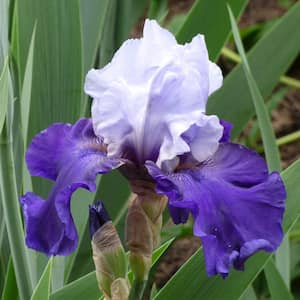 Bearded Iris 4 in. Liners Best Bet Starter Plants (Set of 3)