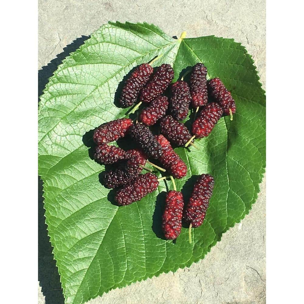 Everbearing Mulberry Tree in 4 Inch Pot for Patio and Garden