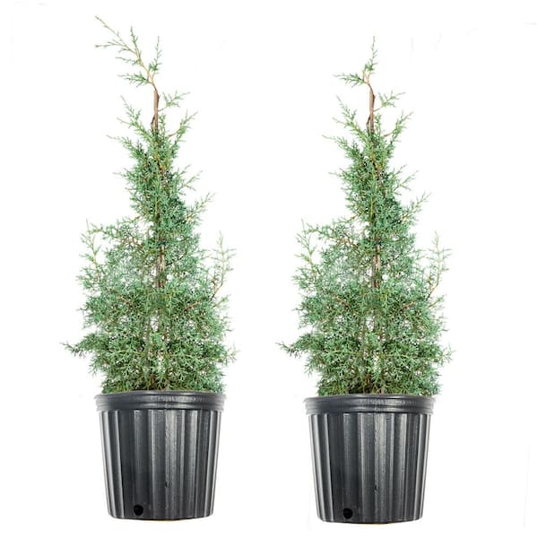 Perfect Plants 3 Gal. Carolina Sapphire Cypress Tree (2-Pack)
