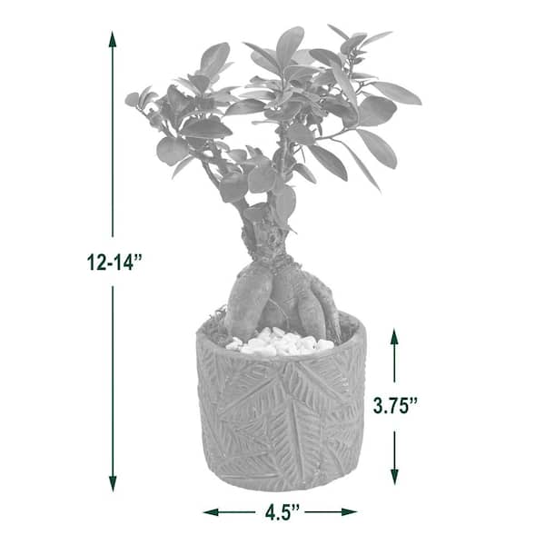 Arcadia Garden Products 4.5 in. Ginseng Ficus Bonsai Green Round Tropico  Leaf Ceramic Planter LV56 - The Home Depot