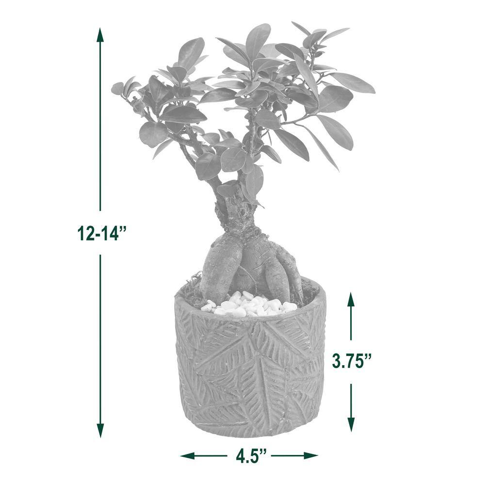 Small Ginseng Ficus Bonsai in Gray Ceramic Planter
