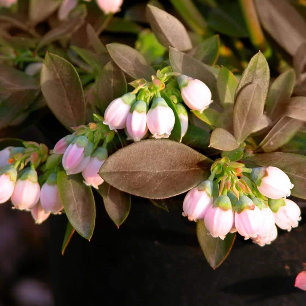 2.25 Gallon Sunshine Blue Evergreen Blueberry Plant