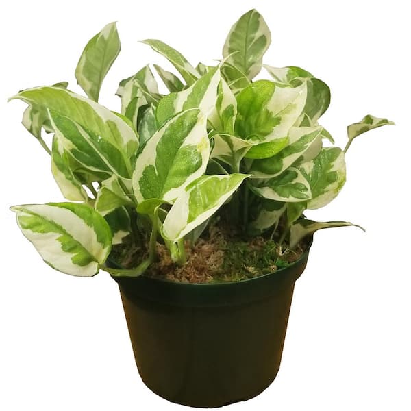 Epipremnum Aureum Variegated Pothos 'Pearls & Jade' Trailing Plant Home
