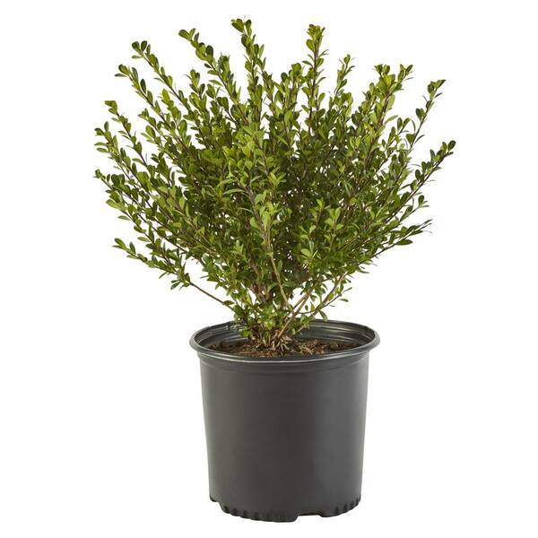 Unbranded 2.25 Gal. Compacta Holly (Ilex) Evergreen Shrub