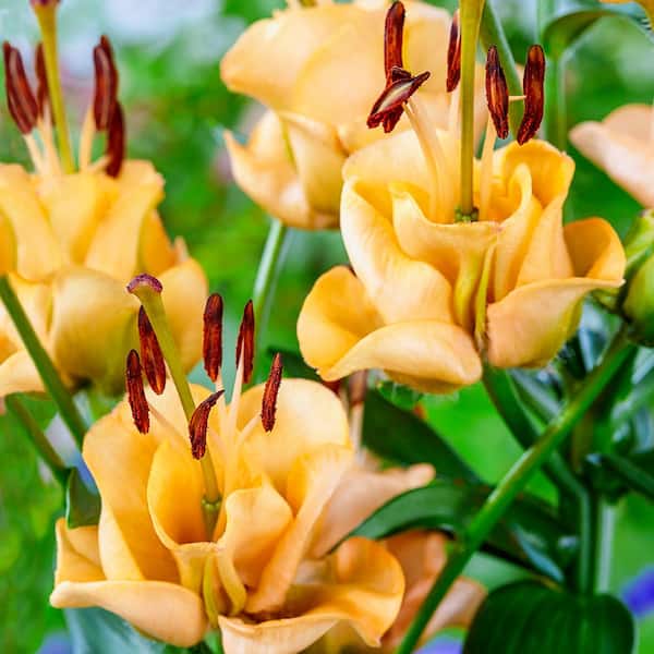 Breck's Double Asiatic Lily Apricot Fudge Bulbs (3-Pack)