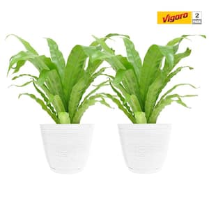 6 in. Bird's Nest Fern Indoor Plant in Small White Ribbed Plastic Decor Planter (2-Pack)