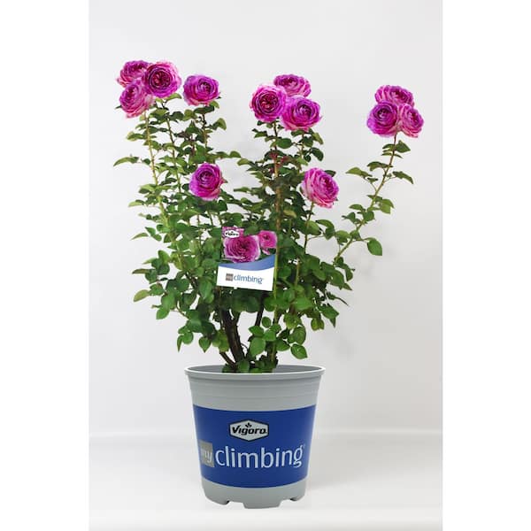 Vigoro 3 Gal. Lavender Crush Climbing Rose with Lavender Flowers