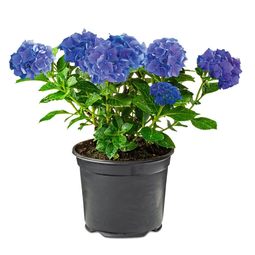 2.5 qt. Perennial Hydrangea macrophylla Blue (4-Pack) 2202 - The Home Depot