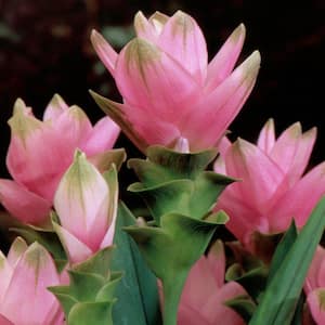 2.5 Qt. Curcuma Pink Bloom Plant