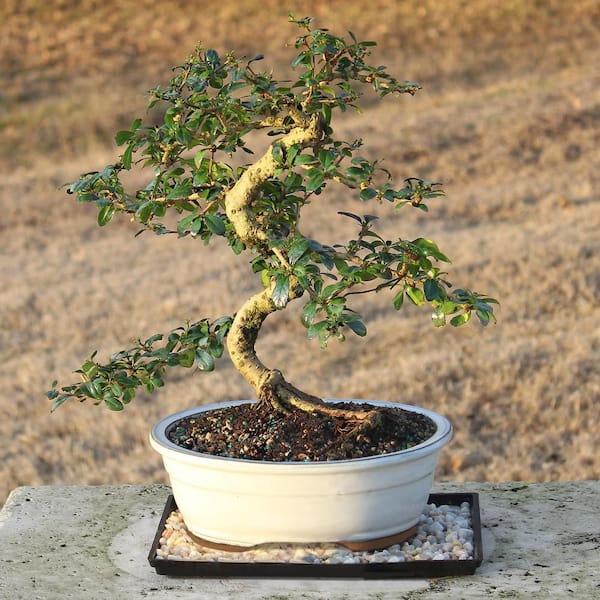 brussel's BONSAI Fukien Tea Bonsai Tree Indoor Plant in Ceramic Bonsai Pot  Container, 14 Years Old, 14 to 20 in. CT-9002FT - The Home Depot