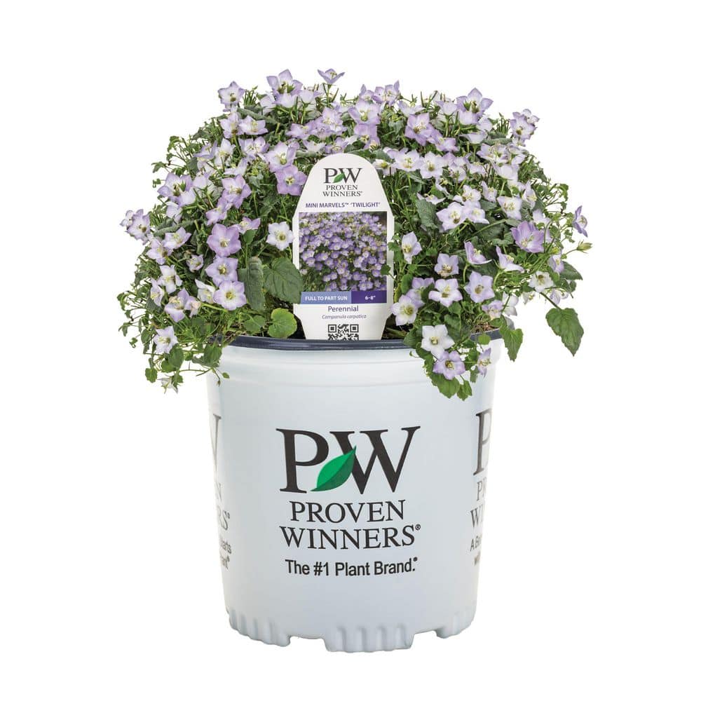 0.65 Gal. Mini Marvels Twilight Carpathian Bellflower (Campanula carpatica) Live Perennial Plant with Blue Flowers price history on PriceWatchPro