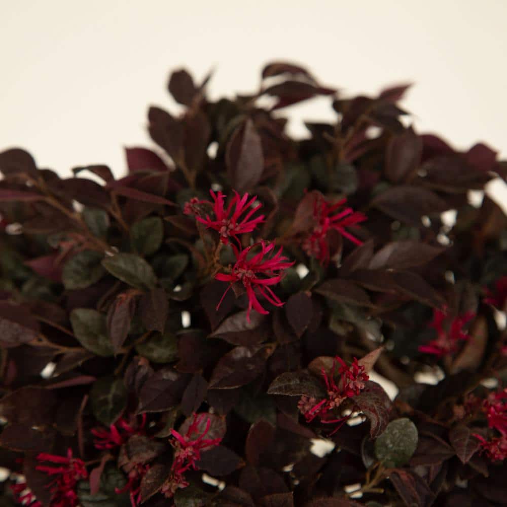 2.5 Qt. Purple Daydream Dwarf Loropetalum, Evergreen Shrub with Purple Foliage, Pink Ribbon Blooms - Thumbnail 2