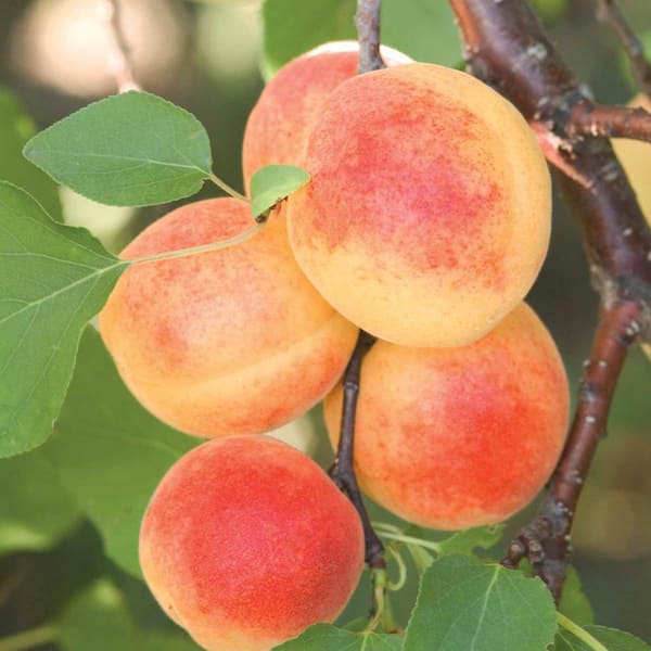 Sugar Pearls Apricot Prunus Dormant Bare Root Standard Fruiting Starter Tree Deluxe Kit (1-Pack)