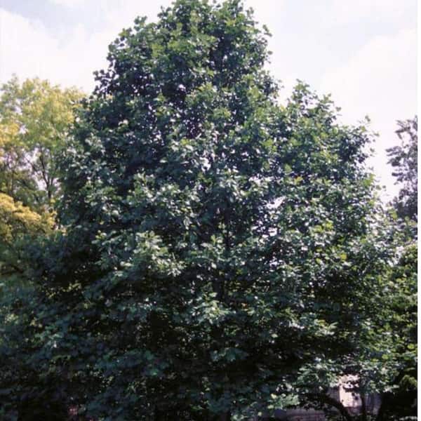 7 Gal. Poplar Tulip Shade Tree