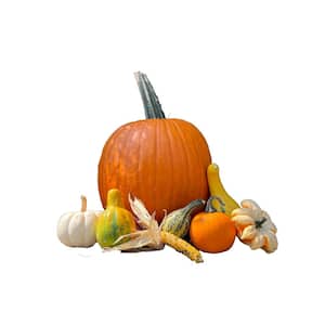 Real Assorted Pumpkin and Gourd Autumn Collection (Set of 9)