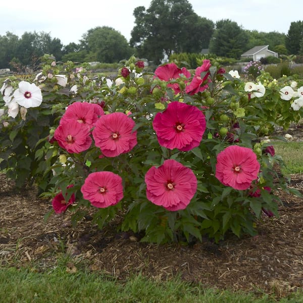national PLANT NETWORK Bareroot 'Summer in Paradise' Hardy Hibiscus (2-Piece)