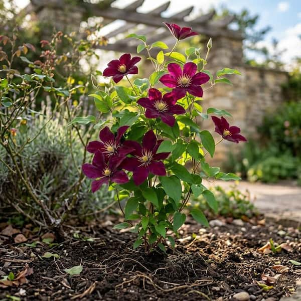 barrel planters Campania Cabachon Planter