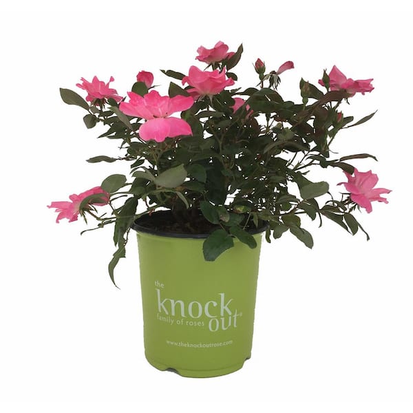 KNOCK OUT 1 Gal. Pink Knock Out Rose Bush with Pink Flowers