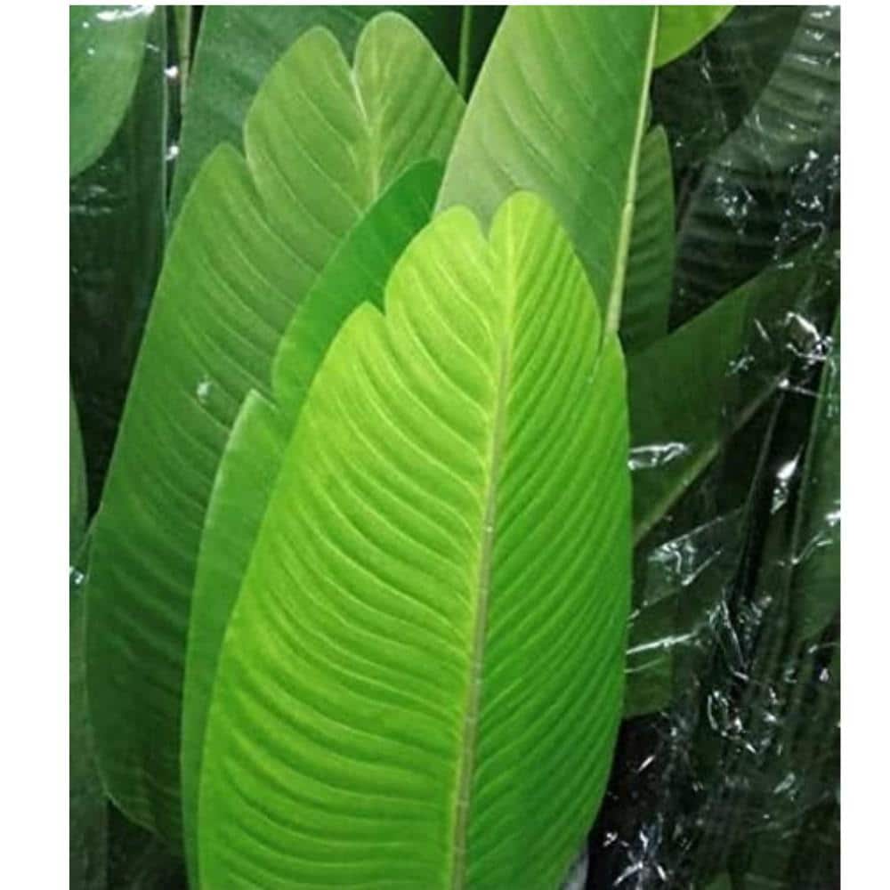 60 in Green Silk Bird of Paradise Floor Plant in Black Pot
