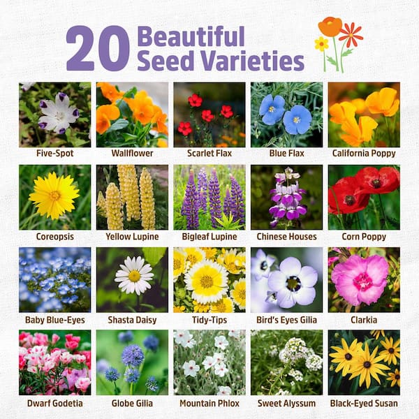 Organic Bulk Wildflower Mix: Rainbow Blooms