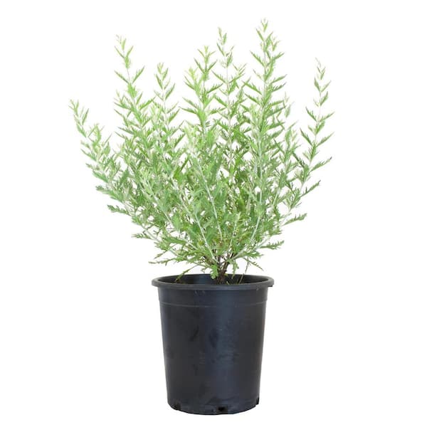 Alder & Oak #5 Container Sage Flowering Shrub