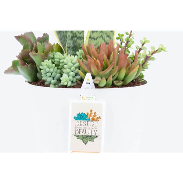 Pure Beauty Farms 10 in. Pot Succulent Mitzi Planter Sansaveria