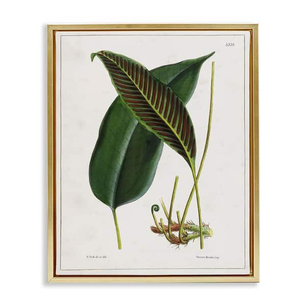 Stupell Industries Leaf and its Underside Study by Tina Higgins Designs, Inc. Gold Floater Frame Nature Graphic Art Print 21 in. x 17 in.