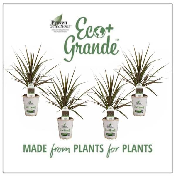 4.25 in. Eco+ Grande Cordylena Bloodstone Madagascar Dragon Tree (Dracaena Marginata) Live Annual Plant 4-Pack