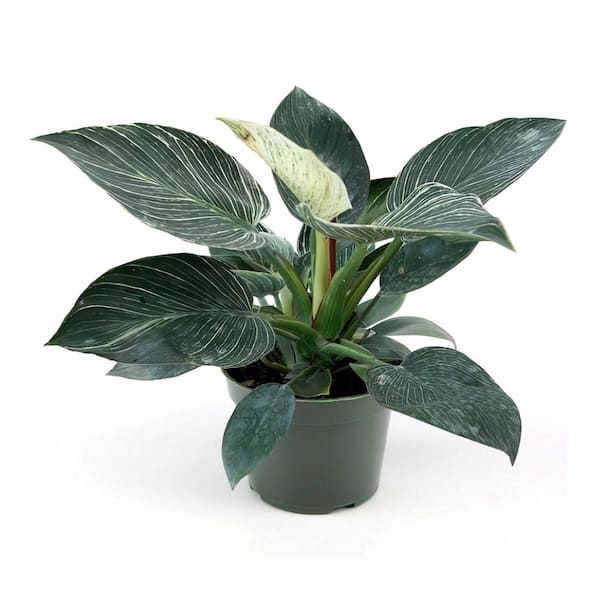 national PLANT NETWORK 6 in. Philodendron Birkin Plant in Grower Container