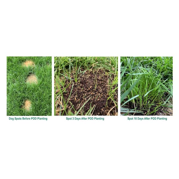 Ace Rapid Repair Pod All Grasses Full Sun Fertilizer/Mulch/Seed 15 pk