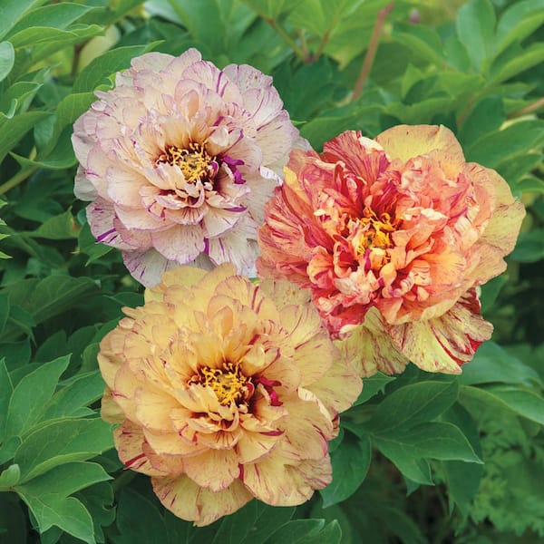 Lollipop Yellow and Red Flowering Itoh Peony Dormant Bare Root Perennial Starter Plant (1-Pack)