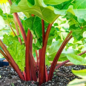 Crimson Red Jumbo Rhubarb, Live Bareroot Vegetable Plant (1-Pack)