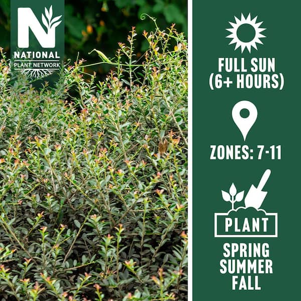 1 Gal. Holly Dwarf Yaupon Shrub