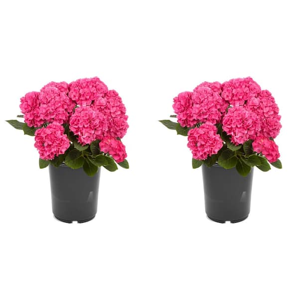 Unbranded 2.5 qt. Hydrangea macrophylla Hi Horizon Pink Perennial Plant with Pink Flowers - 2-Pack