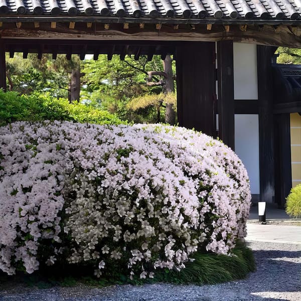 3 gal. Azalea Snow Shrub with White Flowers