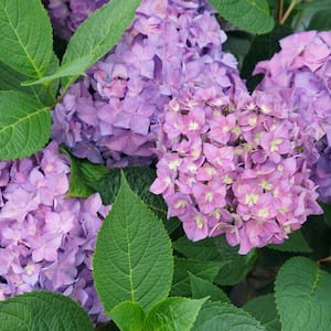 2 Gal. Let's Dance Arriba Reblooming Hydrangea (Macrophylla) Live Shrub with Pink or Blue Flowers