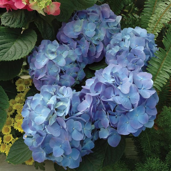 BELL NURSERY 3.18 Qt. Blue Hydrangea Plant In 8 In. Decorative Pot ...